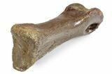 Fossil Ornithomimid Dinosaur Pes Phalanx - Montana #351825-1